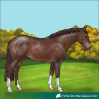 Horse Color:Chocolate Brown 
