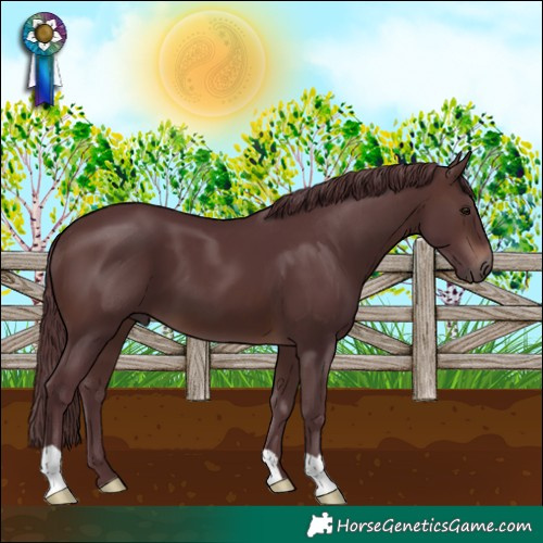 Horse Color:Chocolate Brown