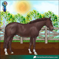 Horse Color:Chocolate Brown