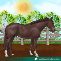 Horse Color:Chocolate Brown 