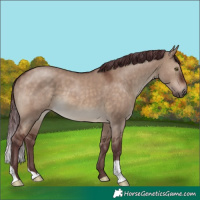 Horse Color:Chocolate Brown Dun 