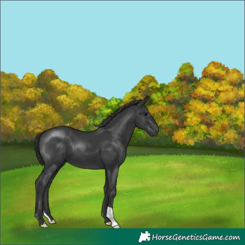 Horse Color:Black 