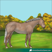 Horse Color:Silver Grullo 