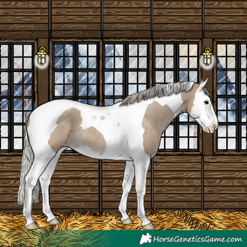 Horse Color:Silver Grullo Splash Tobiano 