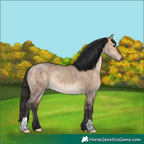 Horse Color:Brown Dun