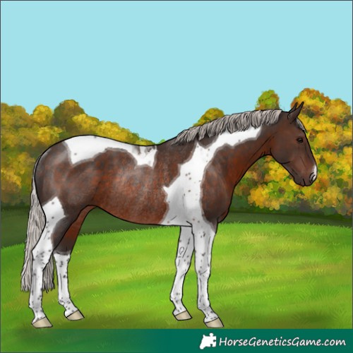 Horse Color:Silver Brown Tobiano Rabicano 
