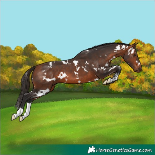 Horse Color:White Spotted Bay 