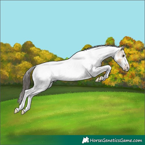 Horse Color:White Spotted Buckskin 