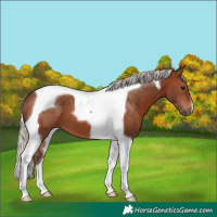 Horse Color:Silver Brown Tobiano 