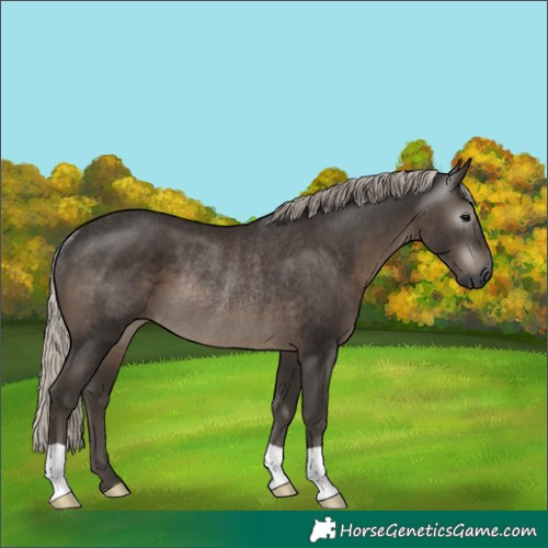 Horse Color:Gray Silver Black Rabicano