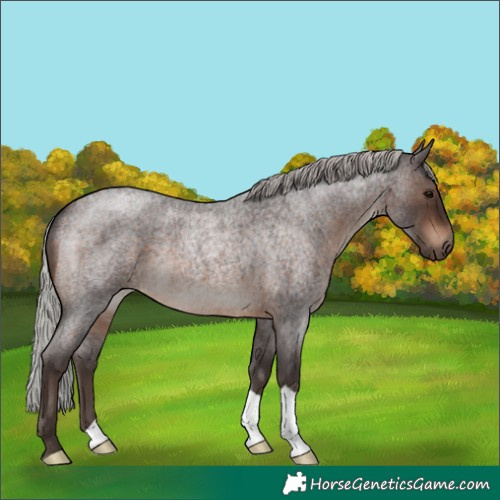Horse Color:Silver Brown Roan 