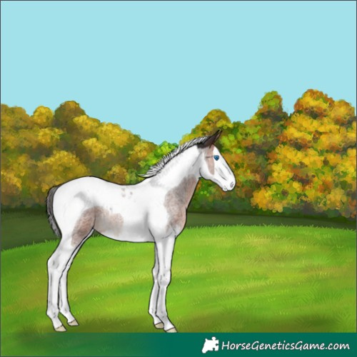 Horse Color:Bay Roan Splash Tobiano