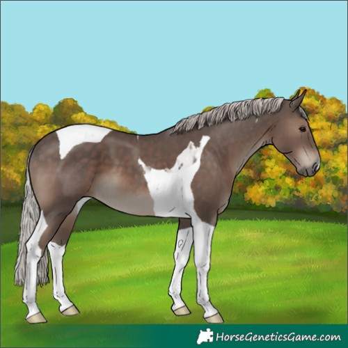 Horse Color:Silver Black Tobiano 