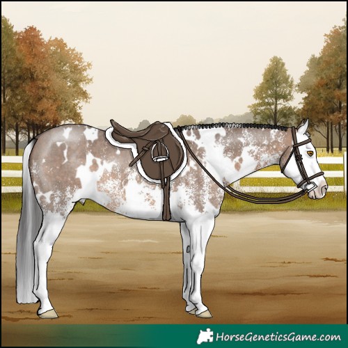 Horse Color:White Spotted Brown Dun Splash 