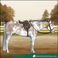 Horse Color:White Spotted Brown Dun Splash 