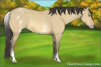 Horse Color:White Spotted Amber Cream Champagne Dun 