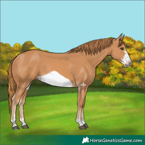 Horse Color:Chestnut Frame 