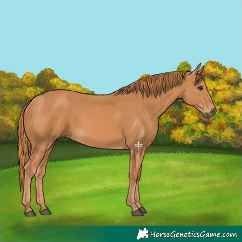 Horse Color:Chestnut Frame 