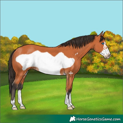Horse Color:Bay Frame 