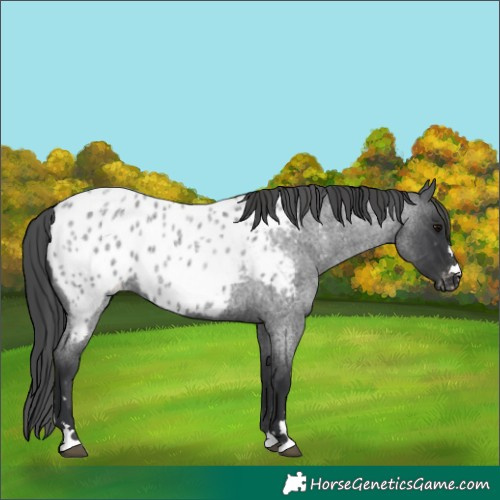 Horse Color:Blue Roan Appaloosa 