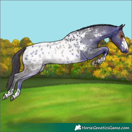 Horse Color:Bay Appaloosa 