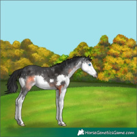 Horse Color:Gray Black Splash 