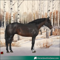 Horse Color:Brown Sabino
