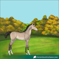 Horse Color:Bay Dun