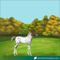 Horse Color:Chocolate Palomino Tobiano Appaloosa 