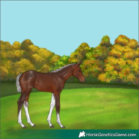 Horse Color:White Spotted Silver Brown 