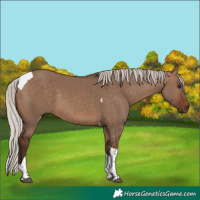 Horse Color:Silver Brown Dun Tobiano
