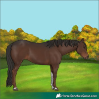 Horse Color:Liver Chestnut Tobiano