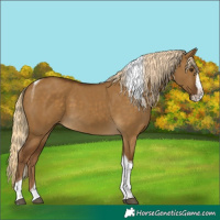 Horse Color:Chocolate Palomino Dun Splash Tobiano 