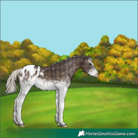 Horse Color:Plaid White Spotted Silver Brown Appaloosa