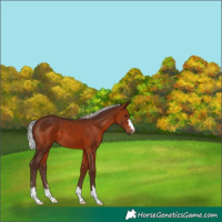 Horse Color:Silver Bay 