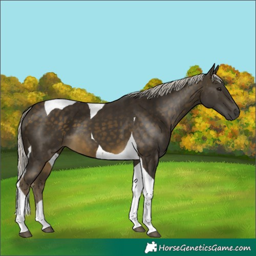 Horse Color:Silver Buckskin Tobiano