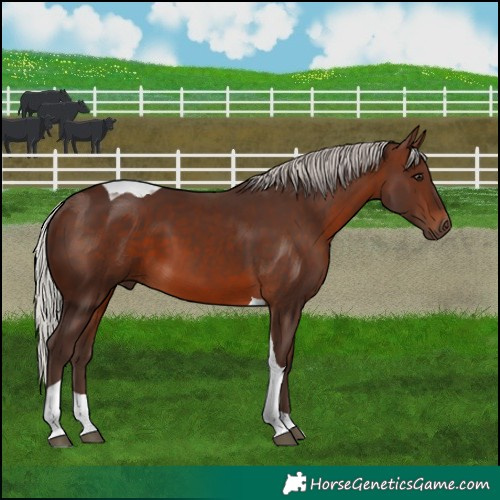 Horse Color:Silver Brown Tobiano