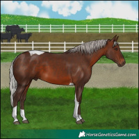 Horse Color:Silver Brown Tobiano 