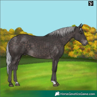 Horse Color:Platinum Silver Brown 