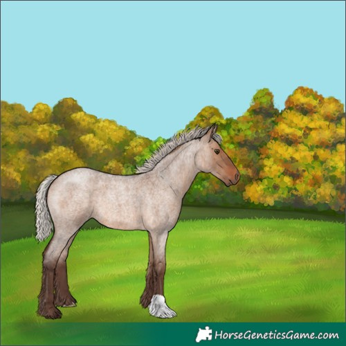 Horse Color:Silver Brown Roan Dun 