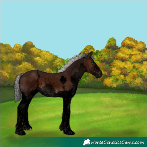 Horse Color:Void Silver Brown Sabino Splash 