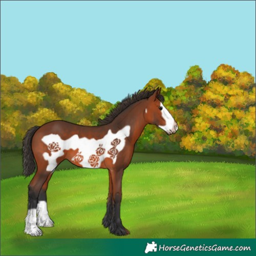 Horse Color:Bay Frame 