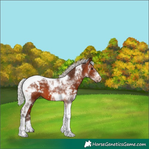 Horse Color:White Spotted Silver Brown Tobiano 