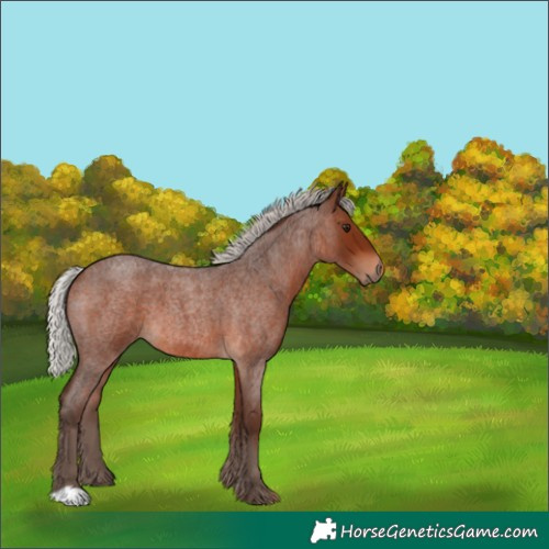 Horse Color:Silver Bay Roan 
