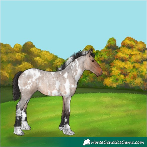 Horse Color:White Spotted Brown Roan Dun 
