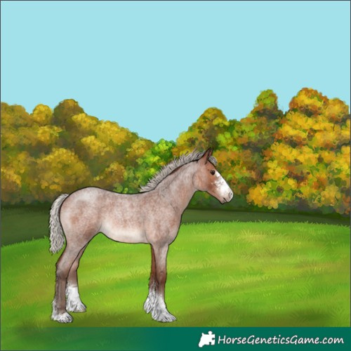 Horse Color:Silver Bay Roan Sabino Rabicano 