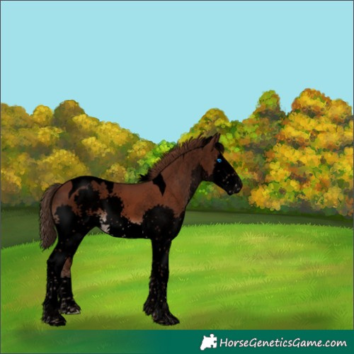 Horse Color:Void Liver Chestnut Splash Tobiano 