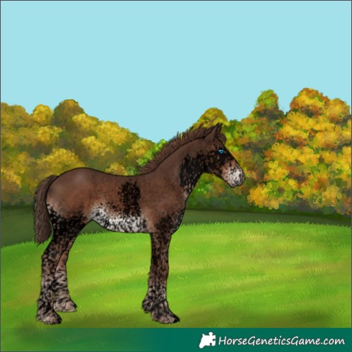 Horse Color:Void Liver Chestnut Splash Tobiano 
