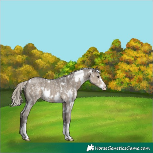Horse Color:White Spotted Silver Smoky Grullo Sabino 