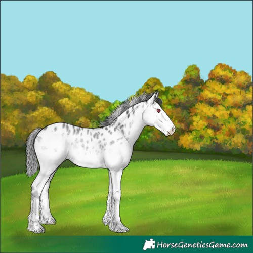 Horse Color:Platinum White Spotted Brown Chinchilla Ice Splash Appaloosa 